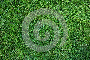 Green short cut grass lawn texture background
