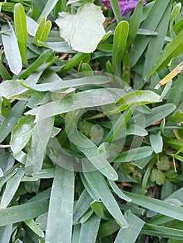 Green shorthand grass growing in a garden taken from another angle