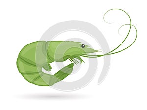 Green shrimp. Raw tiger prawn. Shrimp isolated on white background. Vector illustration