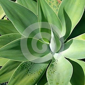 Green Shrub, Agave Attenuata