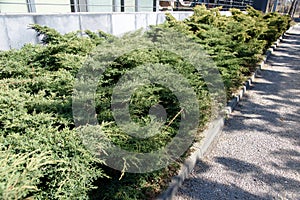 Green shrub fence at the street in sunlight