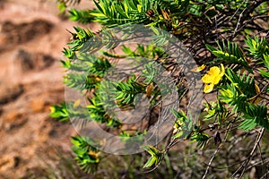 Green shrub of Genista with yellow flowers