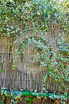 Green Shrub Growing on Bamboo Cane Fence