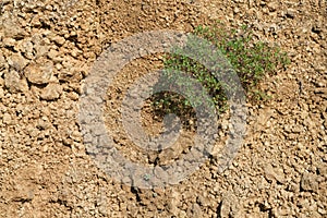 Green shrub growing on dry ground