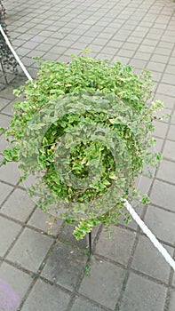 The green shrub growing in a hanging pot