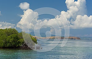 Green shrub grows right in clean sea water, and in the distance