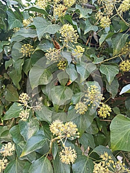 green shrub with small white flowers