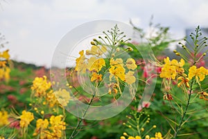 Green shrub with yellow flowers