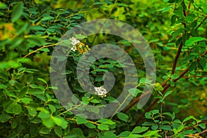 Green shrubbery with white flowers, blurred background