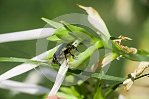 Green shuny bug on green leaf