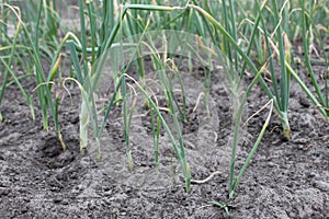 Green sick onions. sick asthenia as grows grow onion farming vitamins