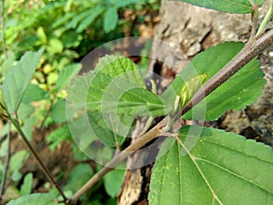 Green sida rhombifolia in the nature background photo