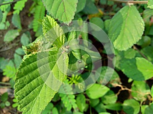 Green sida rhombifolia in the nature background photo