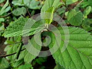 Green sida rhombifolia in the nature background photo