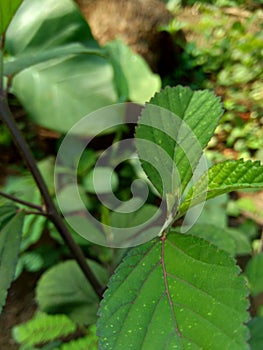 Green sida rhombifolia in the nature background photo