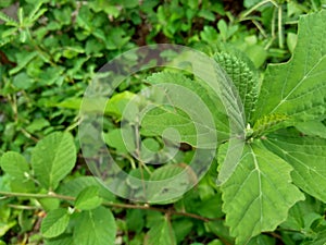 Green sida rhombifolia in the nature background photo