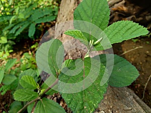 Green sida rhombifolia in the nature background photo
