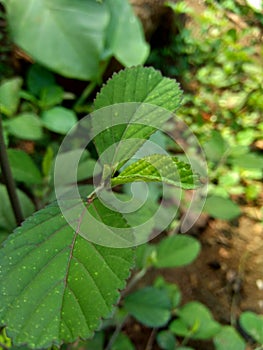 Green sida rhombifolia in the nature background photo