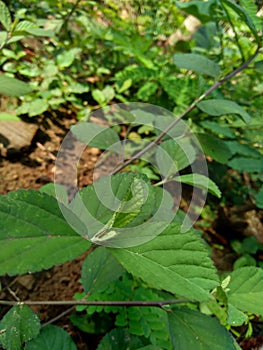 Green sida rhombifolia in the nature background photo