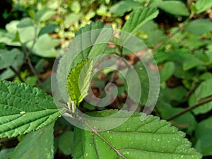 Green sida rhombifolia in the nature background photo