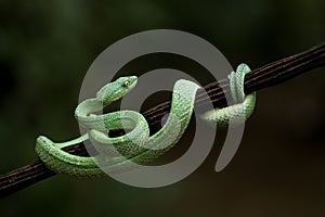 Green side striped palm viper also called \