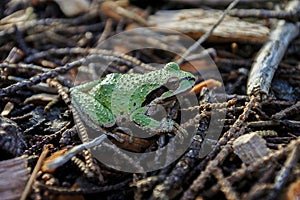 Green Sierran Treefrog (Pseudacris sierra) photo