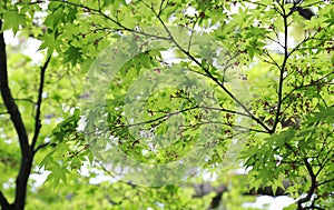 A green sight of the forest