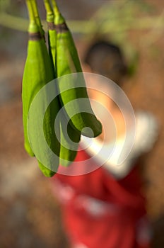 Green Silk cotton pods hanging from a tree.