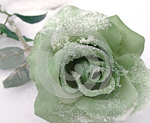 Green Silk Rose in Winter Snow