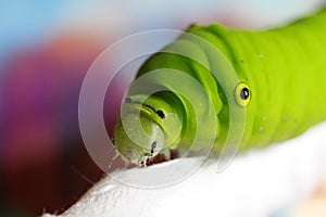 Green silkworm photo