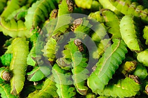 Green silkworms chinese insects food