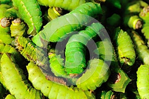 Green Silkworms in market