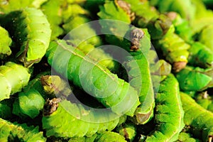 Green Silkworms selling