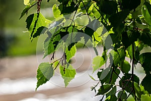 Green silver birch warty birch, European white birch or Betula pendula leaves in May in spring