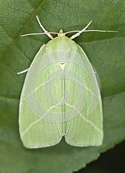 Green Silver-lines (Bena prasinana) photo