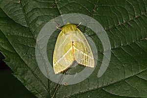 Green silver-lines Pseudoips prasinana