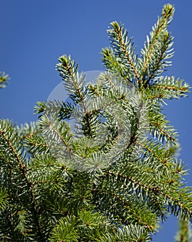 Green and silvery needles of Picea omorica on blye sky as background. Close-up in natural sunligh.