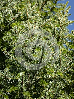 Green and silvery needles of Picea omorica on blye sky as background. Close-up in natural sunligh. photo