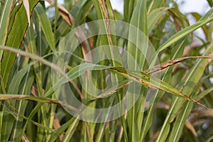 green single ear millets crop