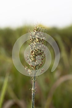 green single ear millets crop