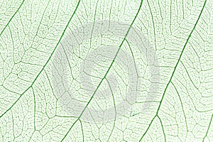 Green skeleton leaf