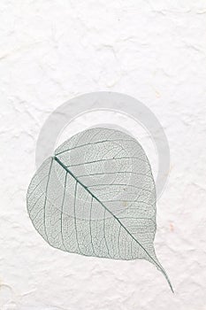 Green skeleton leaf