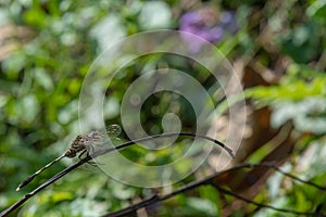 Green skimmer perched on a branch