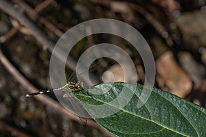 Green skimmer perched on the green leaf