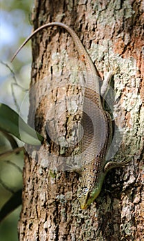 Green skink on the tree