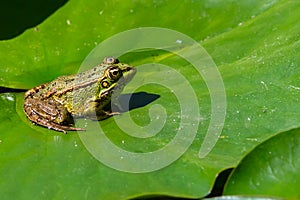 Green-skinned frog resting in the sun on a green leaf.