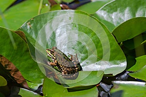 Green-skinned frog resting in the sun on a green leaf.