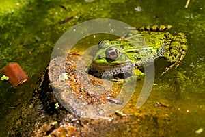 Green-skinned frog resting in the sun on a green leaf.