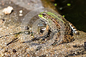 Green-skinned frog resting in the sun on a green leaf.