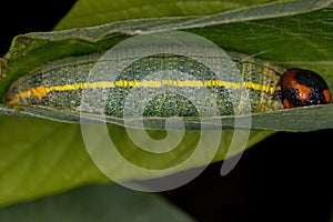 Green Skipper Caterpillar